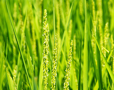 今日から8月「葉月」