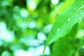 4月8日は「花まつり」