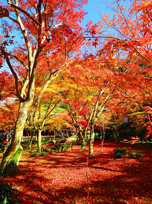 10月8日は「寒露」