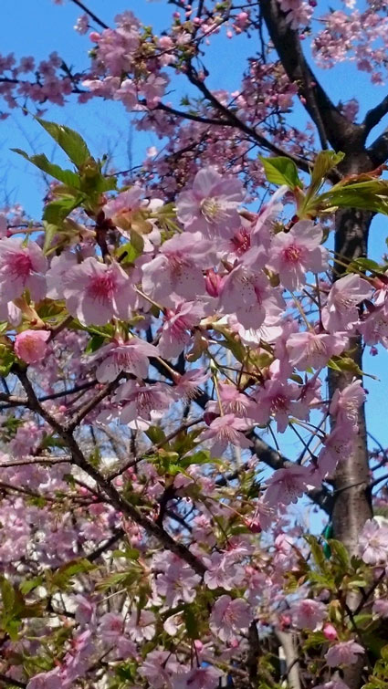 「五條天神社の梅と桜」
