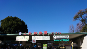 上野動物園のシャンシャン